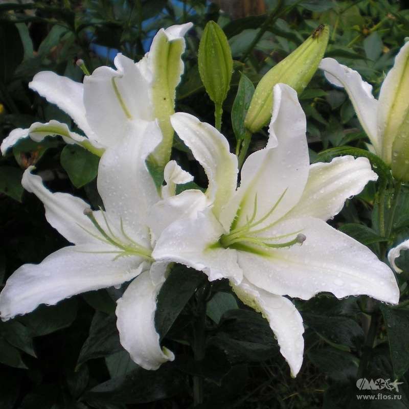 Лілія Алма Ата