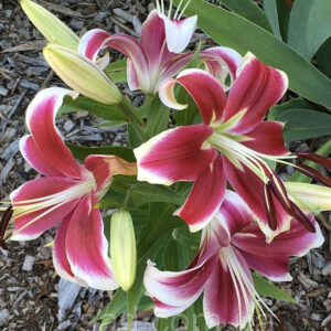 Лілія Флешпоінт