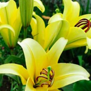 Лілія Йеллоуін