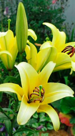 Лілія Йеллоуін