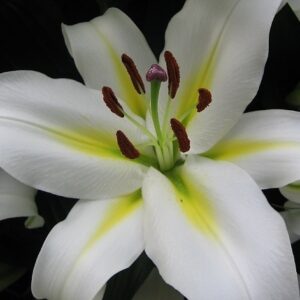 Лілія Кокоса