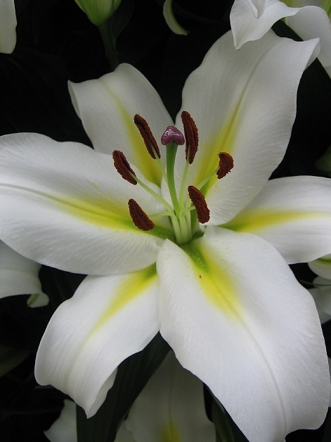 Лілія Кокоса