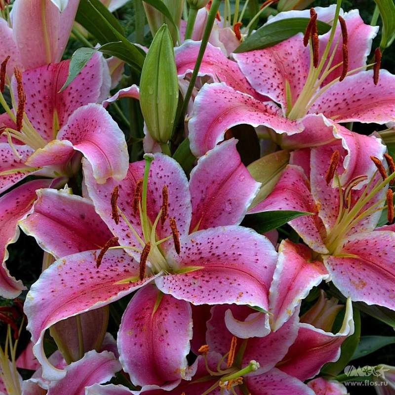 Лілія Ла Манча