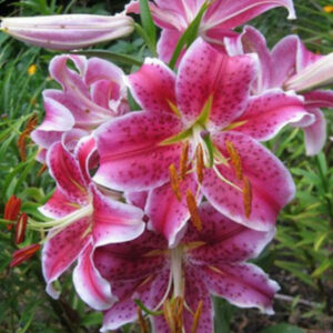 Лілія Меро Стар