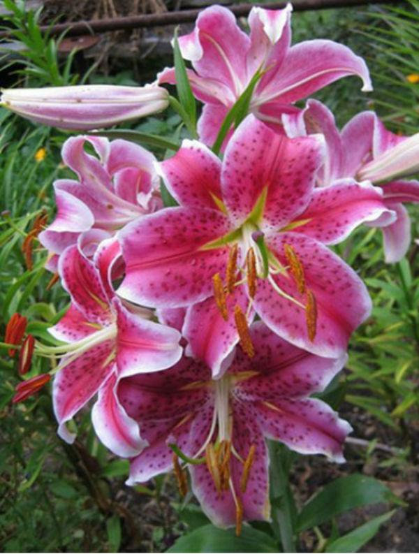 Лілія Меро Стар