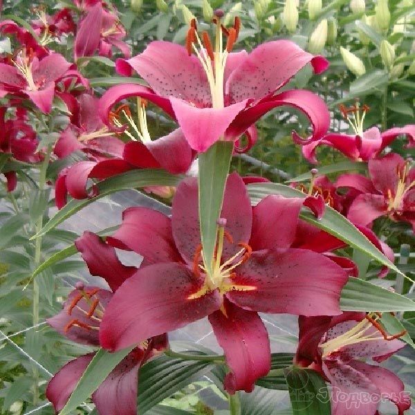 Лілія Монтезума