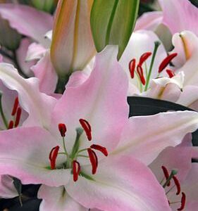 Лілія Намара