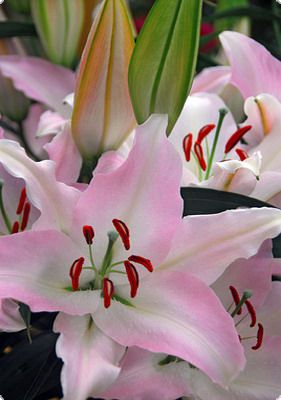 Лілія Намара