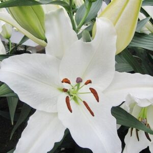 Лілія Нова Зембла