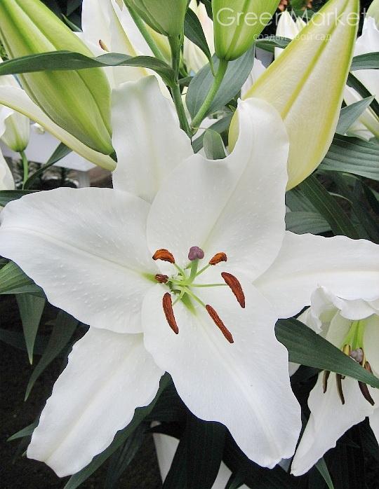 Лілія Нова Зембла