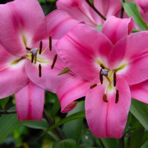 Лілія Робінія