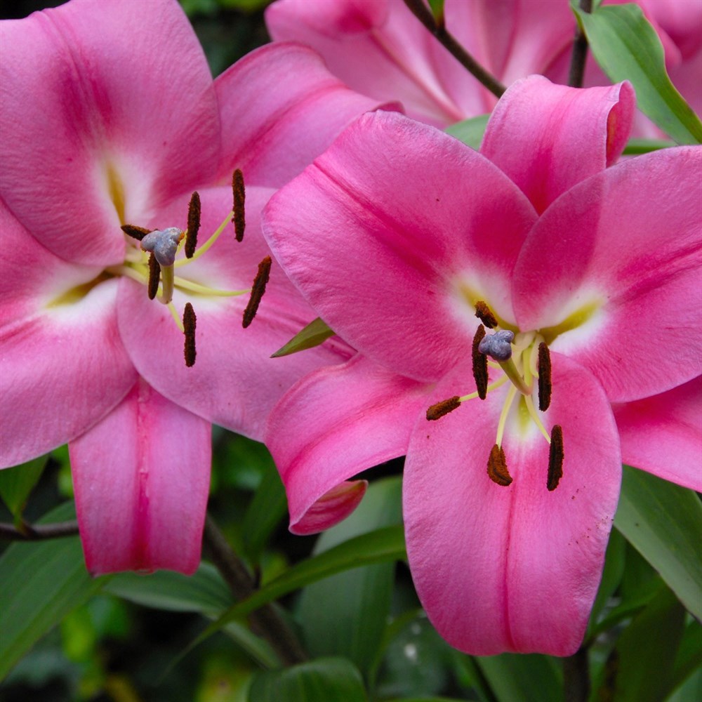 Лілія Робінія