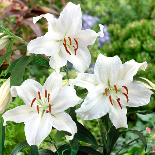 Лілія Сантандер