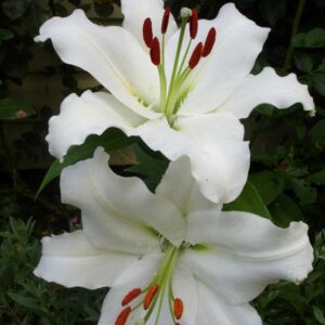 Лілія Сіберія