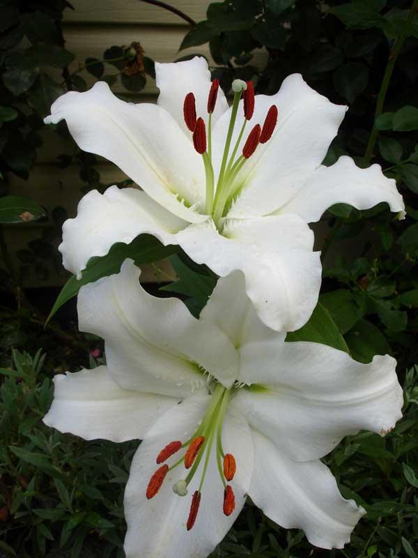 Лілія Сіберія