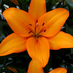 Лілія Caesars Palace