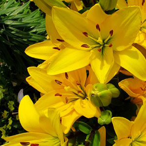 Лілія Ель Диво