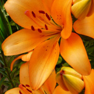 Лілія Salmon Classic