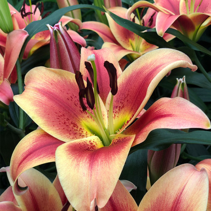 Лілія Montego bay