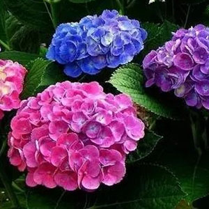 літні-садові-квіти