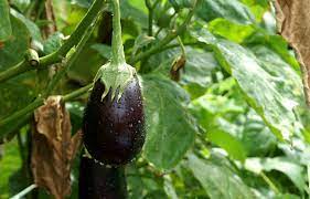 Кращі сорти баклажанів для відкритого грунту