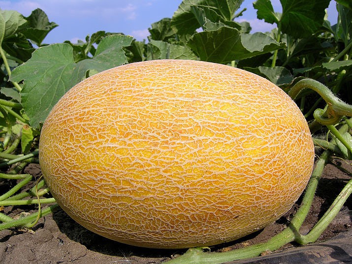 Кращі сорти дині