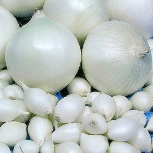 Цибуля Гледстоун сітка 10 кг розмір 8/21