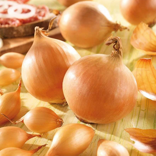 Цибуля Коррадо F1 сітка 10 кг розмір 8/21