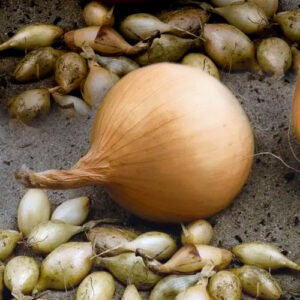 Цибуля Радар сітка 1 кг розмір 10/12