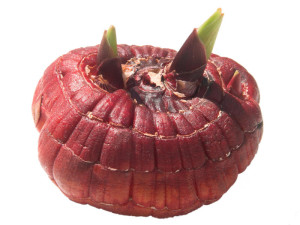 Цибулини гладіолусів