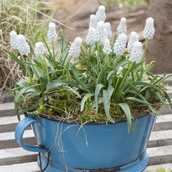 Мускарі White Magic