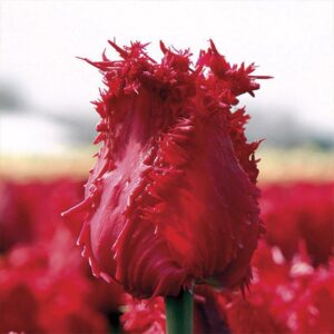 Тюльпан Barbados 600 цибулин розмір 12+