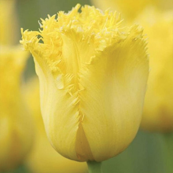 Тюльпан Роял Сфінкс упаковка 30 цибулин розмір 10/11