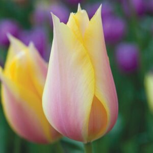 Тюльпан Blushing Lady 30 цибулин розмір 10/11