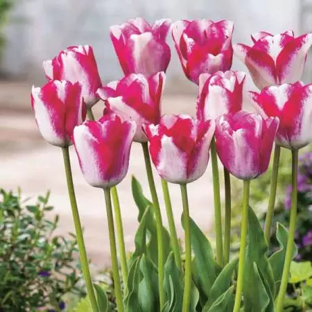 Тюльпан Salvo 600 цибулин розмір 12+