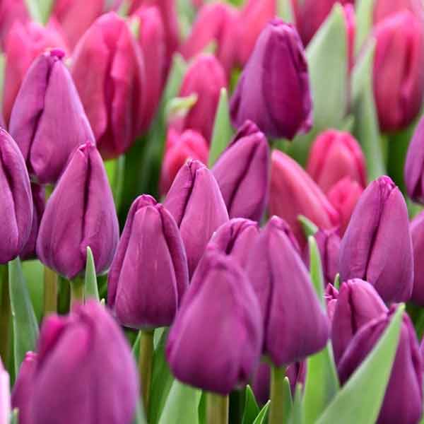 Тюльпан Negrita 600 цибулин розмір 12+