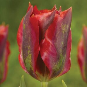 Тюльпан Голлівуд 30 цибулин розмір 10/11