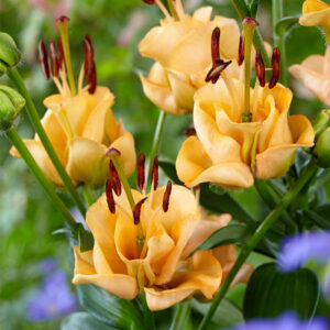 Лілія Apricot Fudge