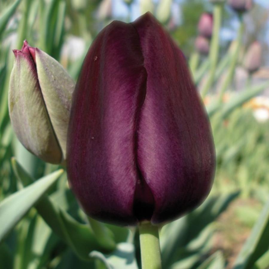 Тюльпан Рекреадо 25 цибулин розмір 10/11