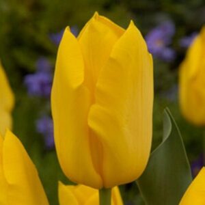 Тюльпан Golden Tycoon 600 цибулин розмір 12+