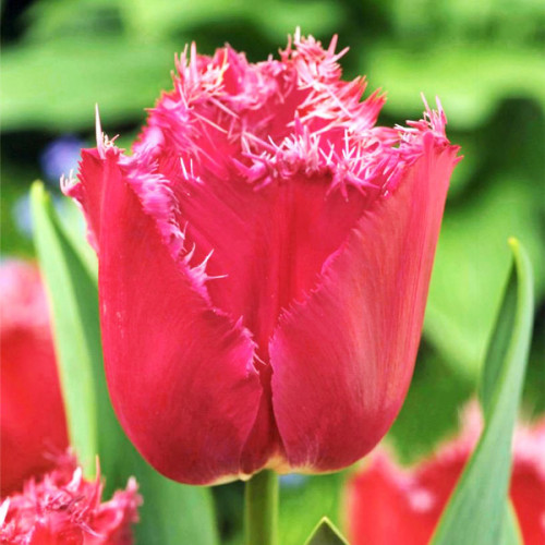 Тюльпан Медісон гарден упаковка 30 цибулин розмір 10/11