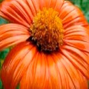 Мексиканський соняшник