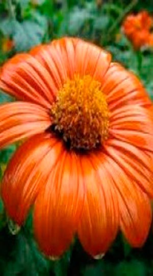 Мексиканський соняшник