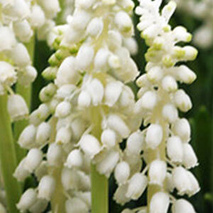 Мускарі Album