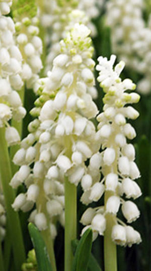 Мускарі Album