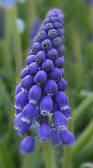 Мускарі Armeniacum