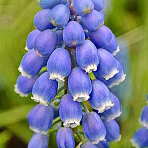 Мускарі Atlantic