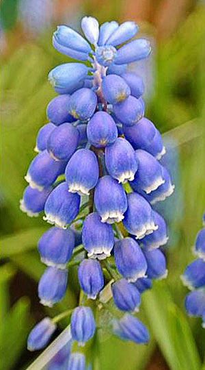 Мускарі Atlantic