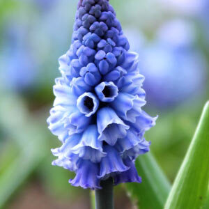 Мускарі Azureum
