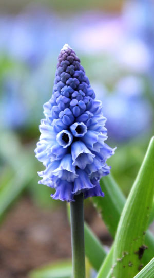 Мускарі Azureum